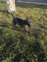 Knox, a male Labrador Retriever for sale in Johnson City, TN – 6 of 6