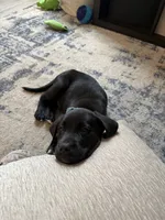 Knox, a male Labrador Retriever for sale in Johnson City, TN – 3 of 6