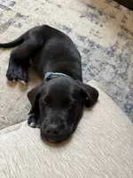 Knox, a male Labrador Retriever for sale in Johnson City, TN – 2 of 6