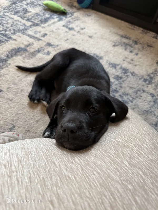 Knox – Labrador Retriever puppy for sale in Johnson City, TN