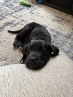 Knox, a male Labrador Retriever for sale in Johnson City, TN – 1 of 6