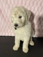 processed/98333c5b-acee-497a-a780-d9d43176aa86/listing/9bb96225-c916-4d0a-99dc-ef3bd76c1dc8/c4659f1b-62d2-40fb-93e9-54e90f08ca6f