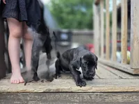 Nyx, a female Cane Corso and English Mastiff for sale in Andover, MN – 4 of 7