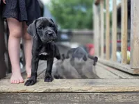 Blackie, a female Cane Corso and English Mastiff for sale in Andover, MN – 2 of 6