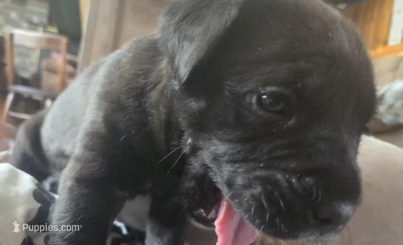 Nyx – Cane Corso, English Mastiff puppy for sale in Andover, MN