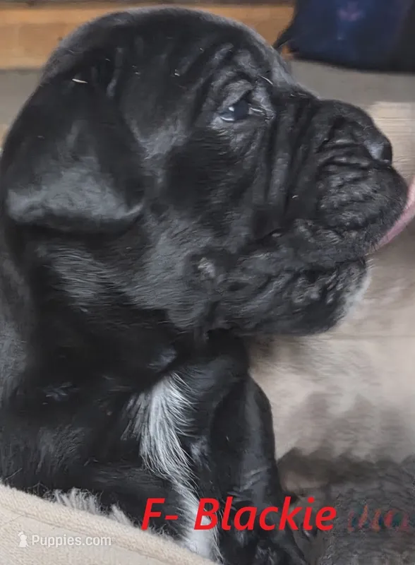 Blackie – Cane Corso, English Mastiff puppy for sale in Andover, MN