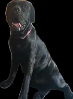 Zorro twin 2, a male Cane Corso and English Mastiff for sale in Andover, MN – 5 of 5