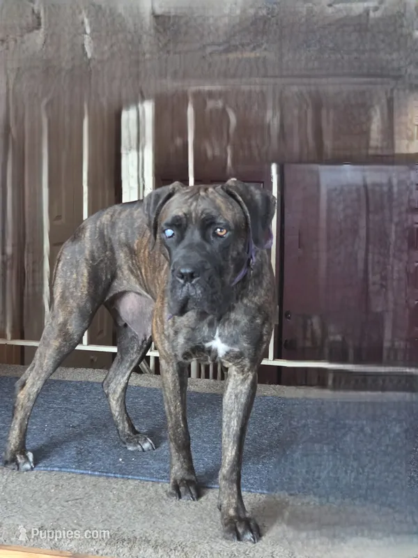 Persephone – Cane Corso puppy for sale in Andover, MN