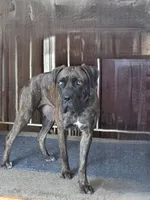 Persephone, a female Cane Corso for sale in Andover, MN – 1 of 3