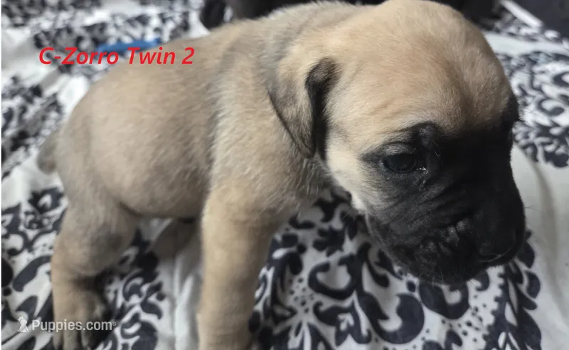 Zorro twin 2 – Cane Corso, English Mastiff puppy for sale in Andover, MN
