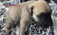 Zorro twin 2, a male Cane Corso and English Mastiff for sale in Andover, MN – 1 of 5