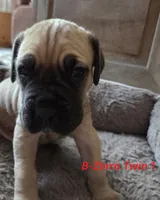 Zorro twin 1, a male Cane Corso and English Mastiff for sale in Andover, MN – 1 of 4