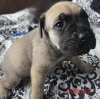 Zorro twin 2, a male Cane Corso and English Mastiff for sale in Andover, MN – 2 of 5