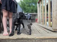 Blackie, a female Cane Corso and English Mastiff for sale in Andover, MN – 3 of 6