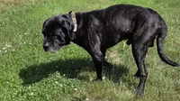 Zorro twin 1, a male Cane Corso and English Mastiff for sale in Andover, MN – 3 of 4