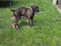 Persephone, a female Cane Corso for sale in Andover, MN – 2 of 3