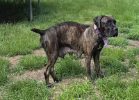 Zorro twin 2, a male Cane Corso and English Mastiff for sale in Andover, MN – 3 of 5