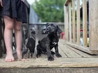 Nyx, a female Cane Corso and English Mastiff for sale in Andover, MN – 3 of 7