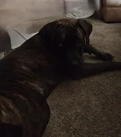 Persephone, a female Cane Corso for sale in Andover, MN – 3 of 3