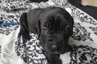Nyx, a female Cane Corso and English Mastiff for sale in Andover, MN – 2 of 7