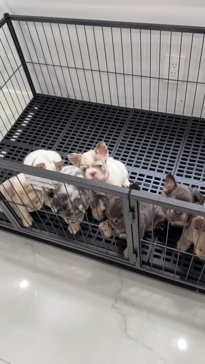 Fluffys , a male French Bulldog for sale in Miami, FL – 1 of 1