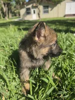 Violet, a female German Shepherd Dog for sale in Lakeland, FL – Photo 3 of 3