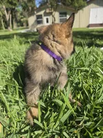 Violet, a female German Shepherd Dog for sale in Lakeland, FL – Photo 2 of 3