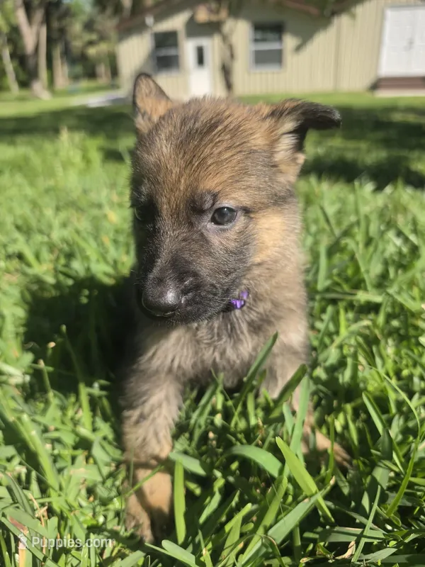 Violet – German Shepherd Dog puppy for sale in Lakeland, FL