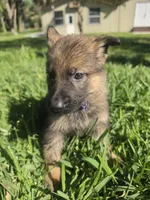 Violet, a female German Shepherd Dog for sale in Lakeland, FL – Photo 1 of 3