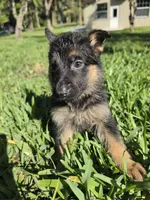 Daisy, a female German Shepherd Dog for sale in Lakeland, FL – Photo 4 of 4