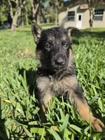 Daisy, a female German Shepherd Dog for sale in Lakeland, FL – Photo 1 of 4
