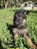 Daisy, a female German Shepherd Dog for sale in Lakeland, FL – Photo 2 of 4