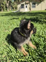 Daisy, a female German Shepherd Dog for sale in Lakeland, FL – Photo 3 of 4