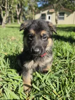 Rudo, a male German Shepherd Dog for sale in Lakeland, FL – Photo 3 of 6