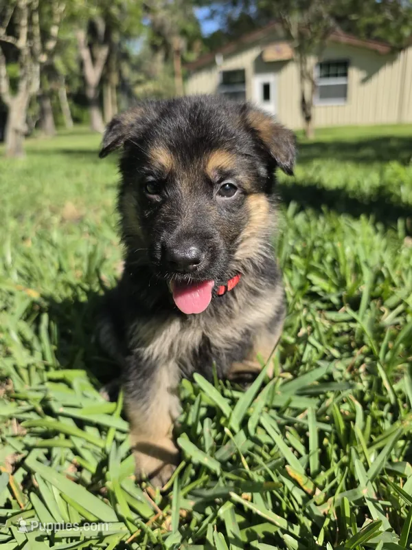 Rudo – German Shepherd Dog puppy for sale in Lakeland, FL