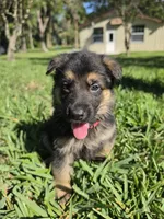 Rudo, a male German Shepherd Dog for sale in Lakeland, FL – Photo 4 of 6
