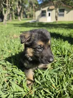 Rudo, a male German Shepherd Dog for sale in Lakeland, FL – Photo 6 of 6