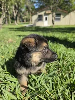 Rudo, a male German Shepherd Dog for sale in Lakeland, FL – Photo 2 of 6