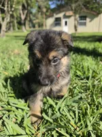 Rudo, a male German Shepherd Dog for sale in Lakeland, FL – Photo 5 of 6