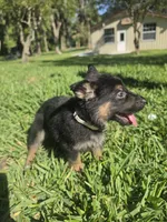 Yappy, a female German Shepherd Dog for sale in Lakeland, FL – Photo 2 of 5