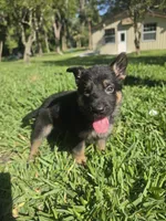 Yappy, a female German Shepherd Dog for sale in Lakeland, FL – Photo 3 of 5