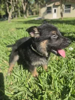 Yappy, a female German Shepherd Dog for sale in Lakeland, FL – Photo 4 of 5