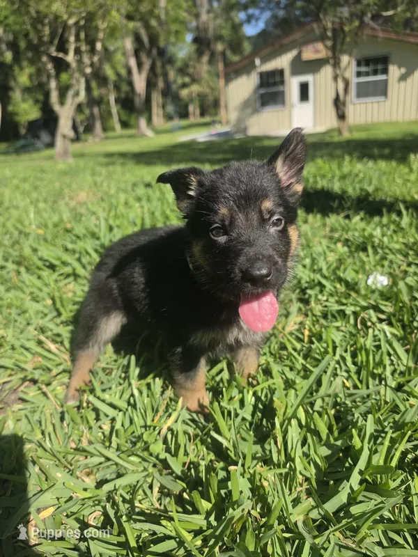 Yappy – German Shepherd Dog puppy for sale in Lakeland, FL