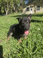 Yappy, a female German Shepherd Dog for sale in Lakeland, FL – Photo 1 of 5