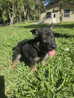 Yappy, a female German Shepherd Dog for sale in Lakeland, FL – Photo 5 of 5