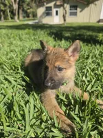 Jade, a female German Shepherd Dog for sale in Lakeland, FL – Photo 2 of 7