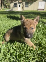 Jade, a female German Shepherd Dog for sale in Lakeland, FL – Photo 3 of 7