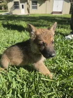 Jade, a female German Shepherd Dog for sale in Lakeland, FL – Photo 4 of 7