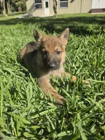 Jade, a female German Shepherd Dog for sale in Lakeland, FL – Photo 7 of 7
