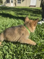 Jade, a female German Shepherd Dog for sale in Lakeland, FL – Photo 6 of 7